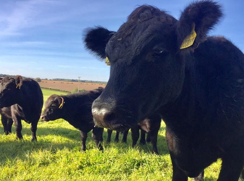 cows at chase royal