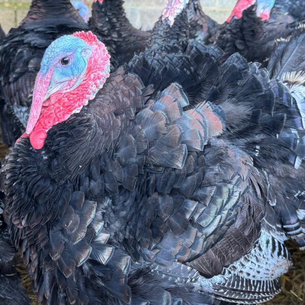 Bronze Local Free Range Turkey - Image 5