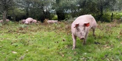 Pannagee-Pig_83_layer.jpeg